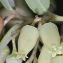Image of Agarista paraguayensis (Sleumer) W. S. Judd