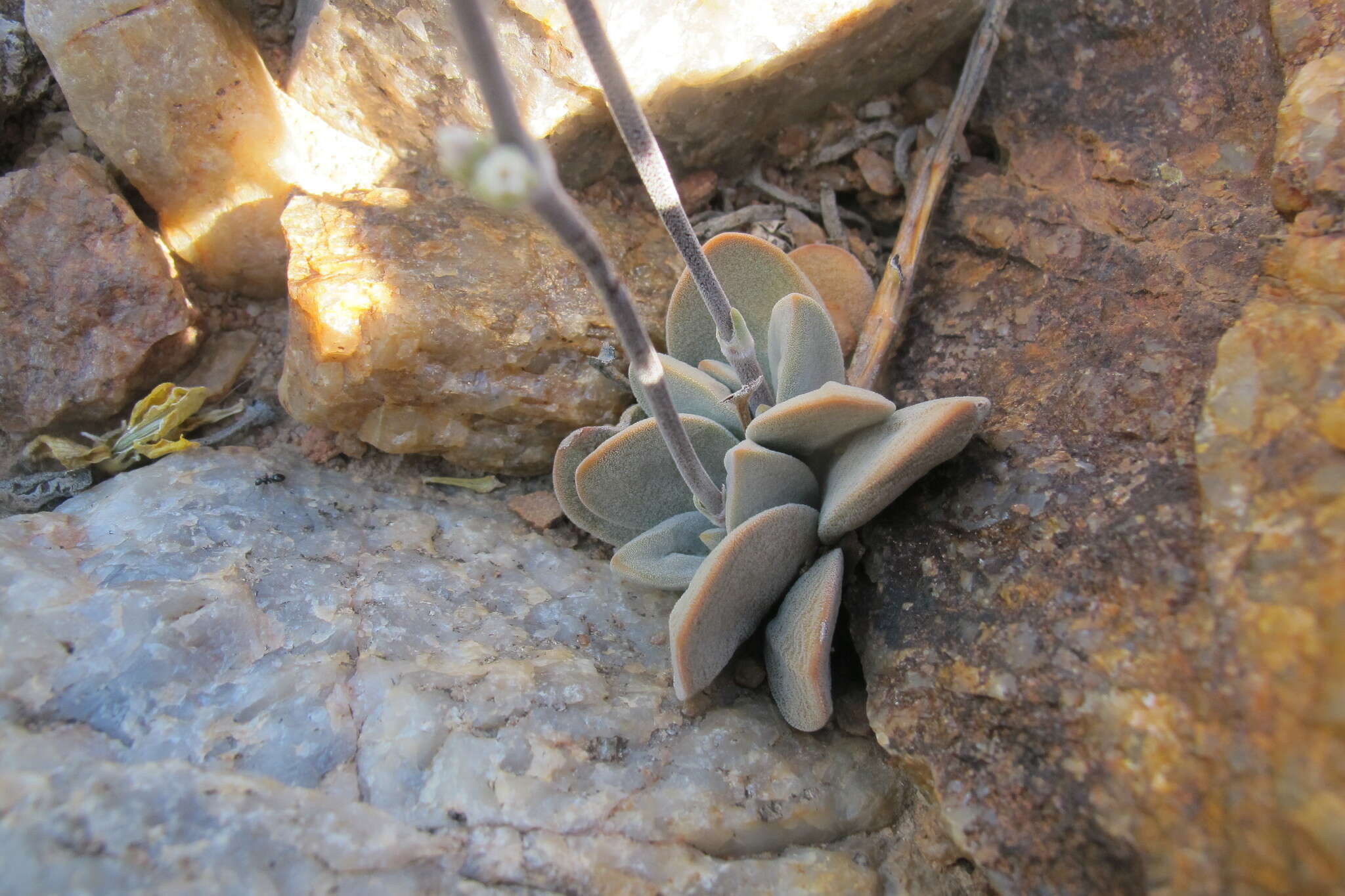 Crassula namaquensis subsp. namaquensis resmi