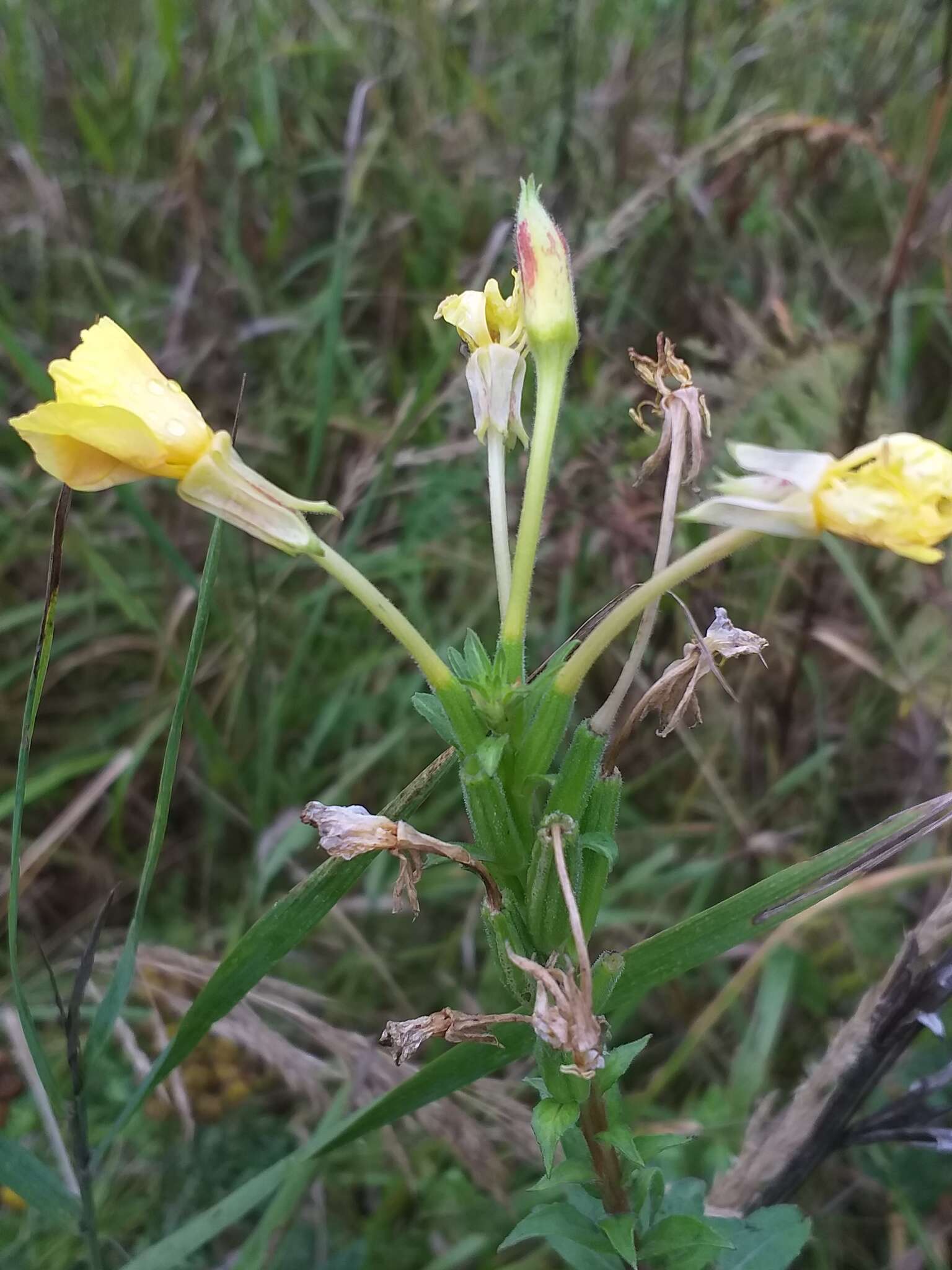 Imagem de Oenothera fallax Renner