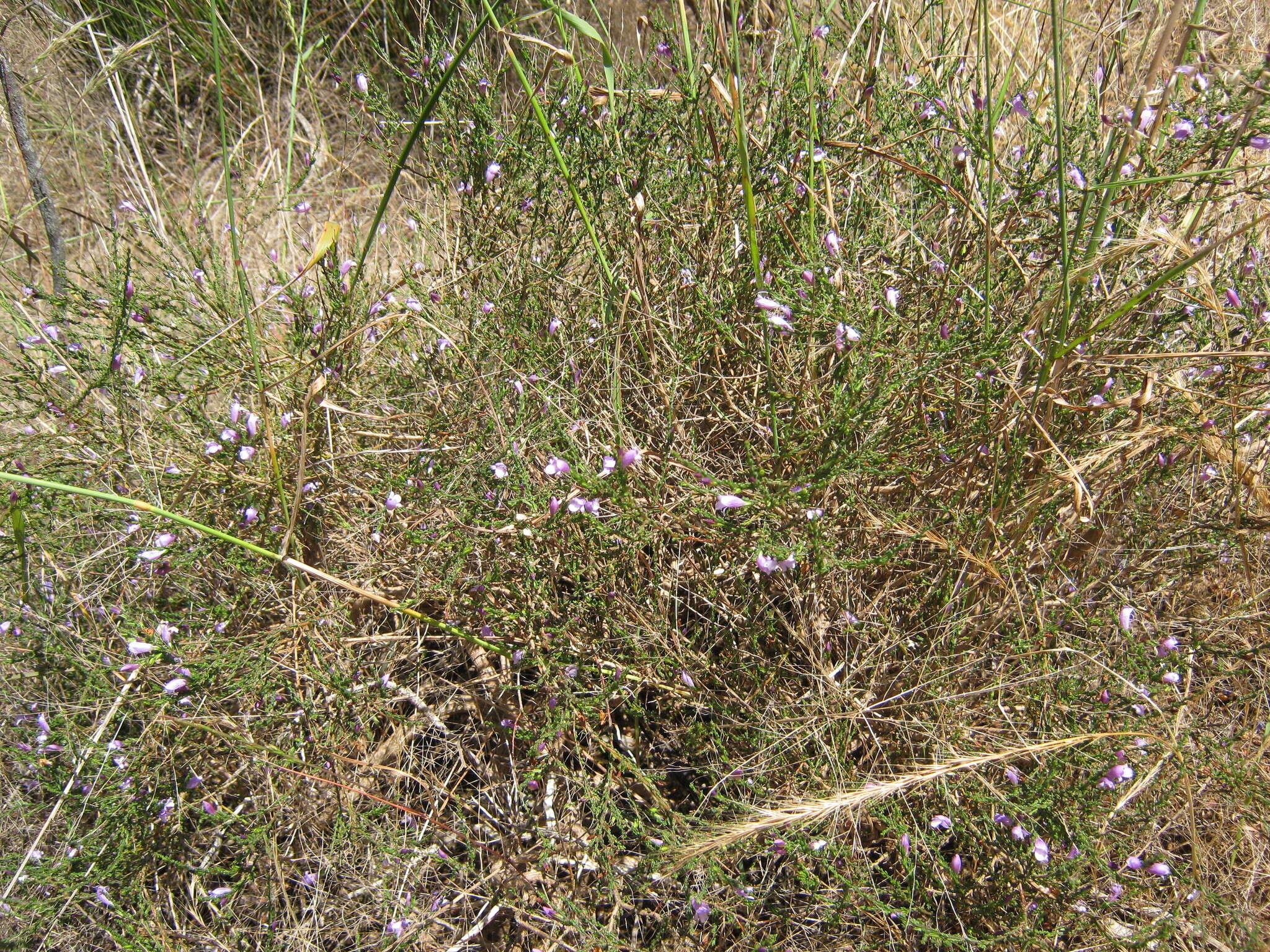 Image of Eremophila gibbifolia (F. Muell.) F. Muell.