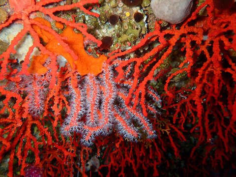 Image of Red coral