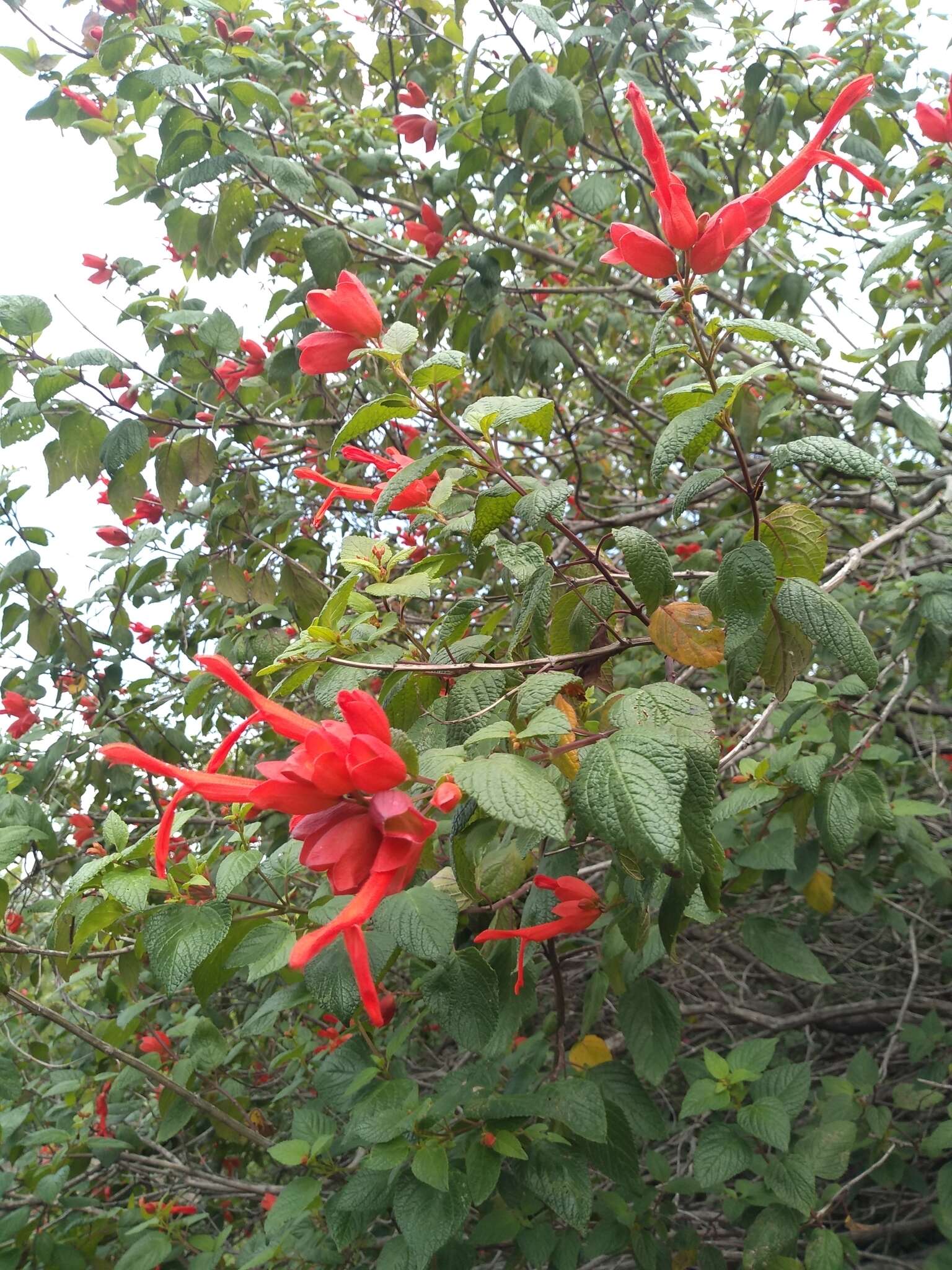 Image of Salvia sessei Benth.