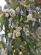 Image of Eucalyptus staeri Maiden ex Kessell & C. A. Gardner