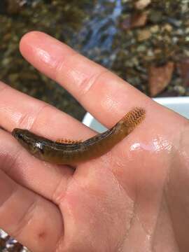 Image of Fantail Darter