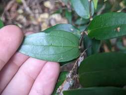 Image of Ripogonum fawcettianum F. Muell. ex Benth.