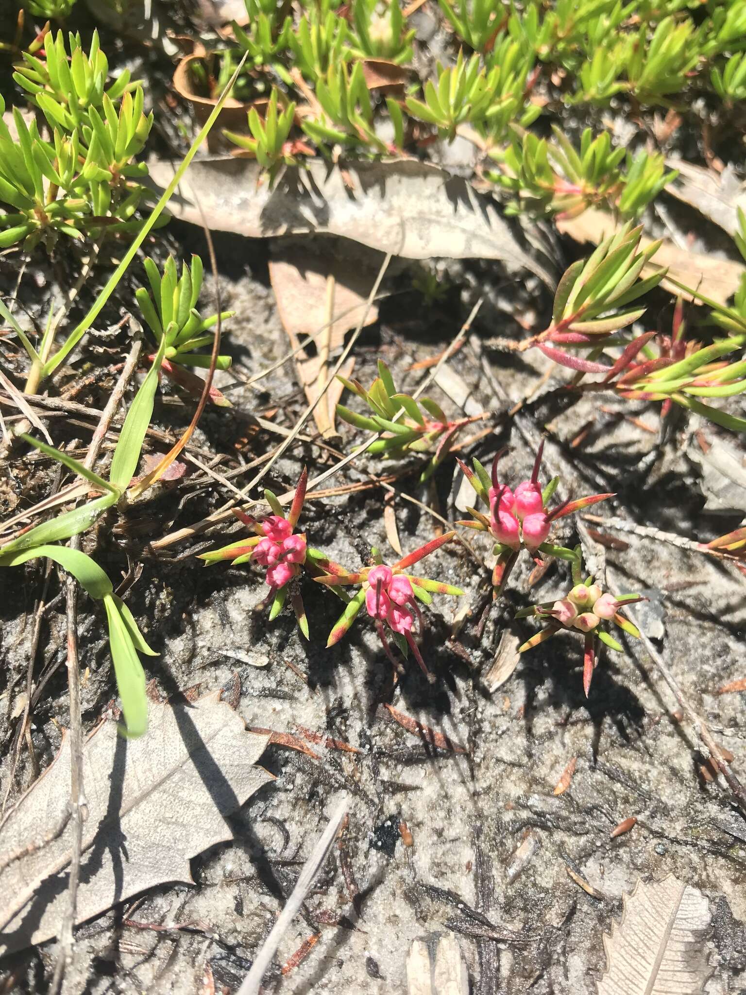 Image of Darwinia grandiflora (Benth.) R. Baker & H. G. Smith