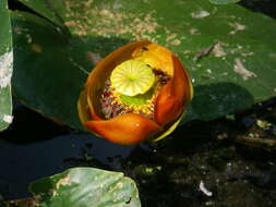 Image de Nuphar polysepala Engelm.