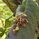 Imagem de Acianthera cogniauxiana (Schltr.) Pridgeon & M. W. Chase