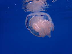 Image of barrel jellyfish