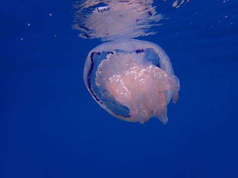 Image of barrel jellyfish