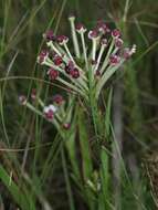 Image of Zaluzianskya natalensis Bernh.