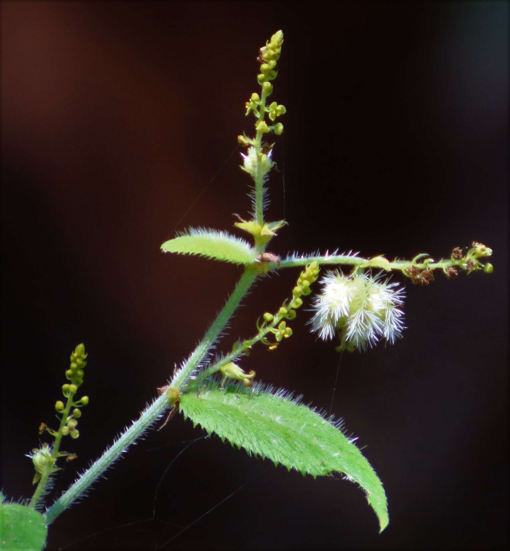 Image of Tragia involucrata L.