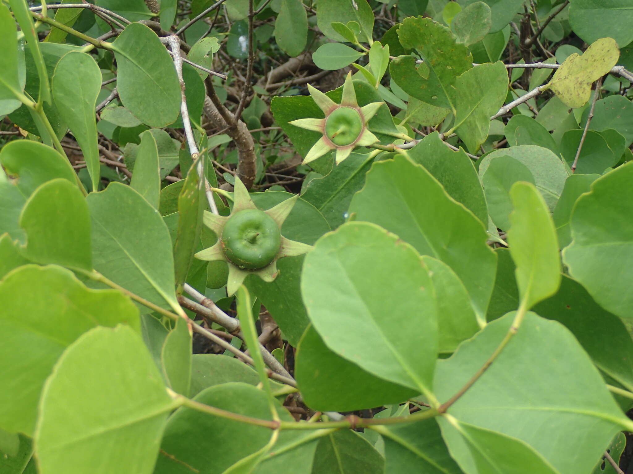 Image of Mangrove apple