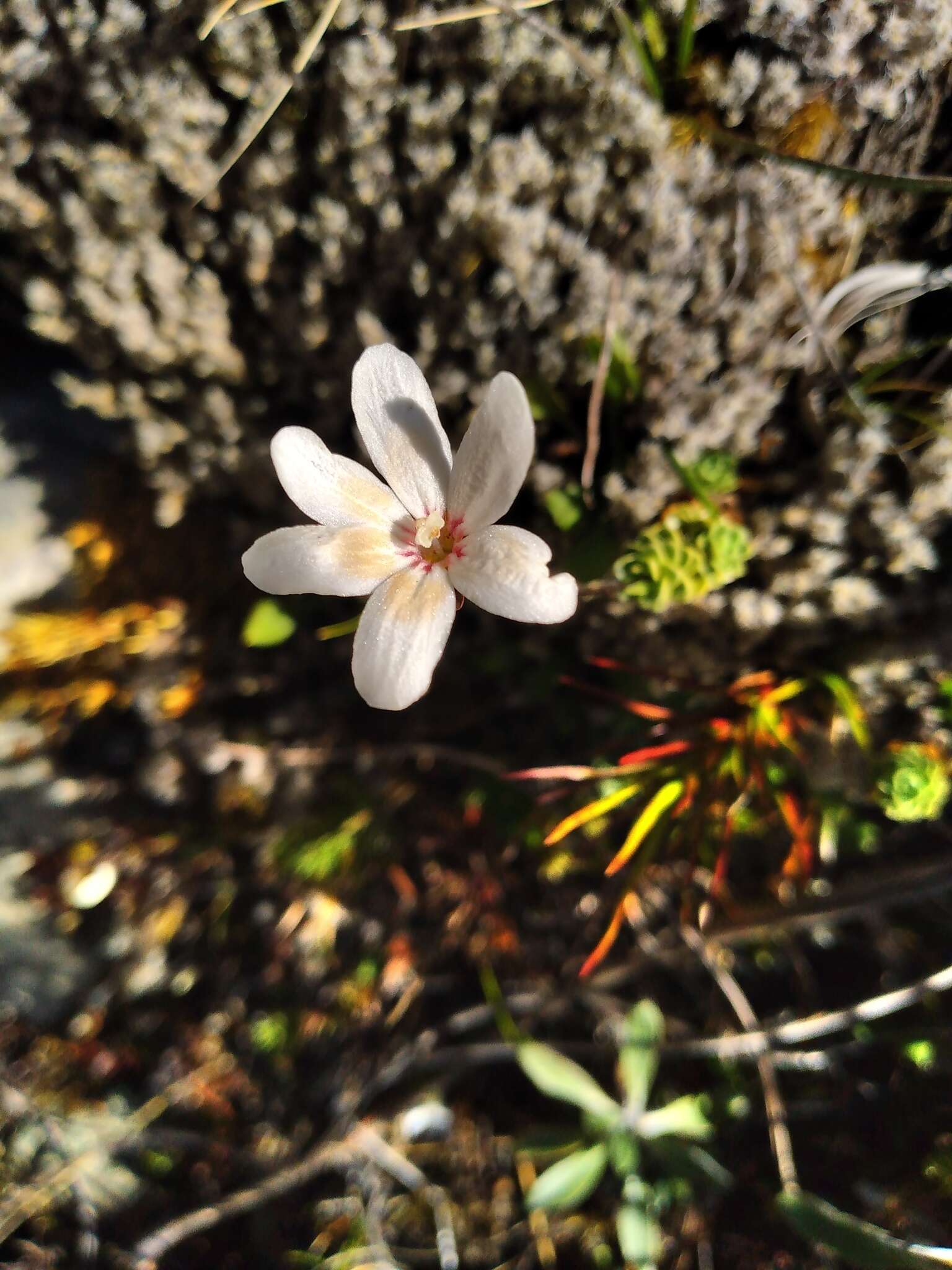 Image of Forstera sedifolia Forst. fil.