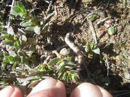 Image of Crassula dejecta Jacq.