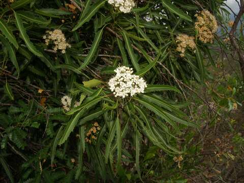 Image de Vauquelinia corymbosa Correa ex Humb. & Bonpl.