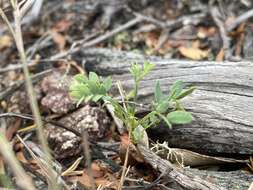 Plancia ëd Acacia purpureapetala