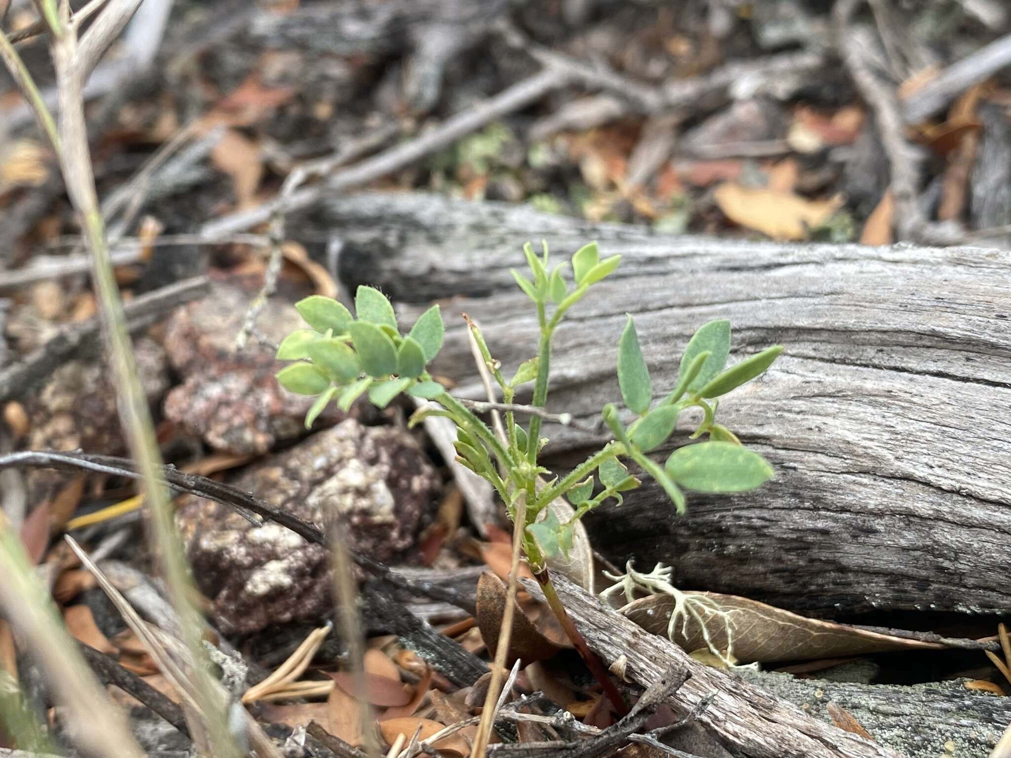 Image of Acacia purpureapetala