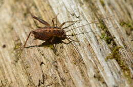 Pristoceuthophilus celatus (Scudder & S. H. 1894)的圖片