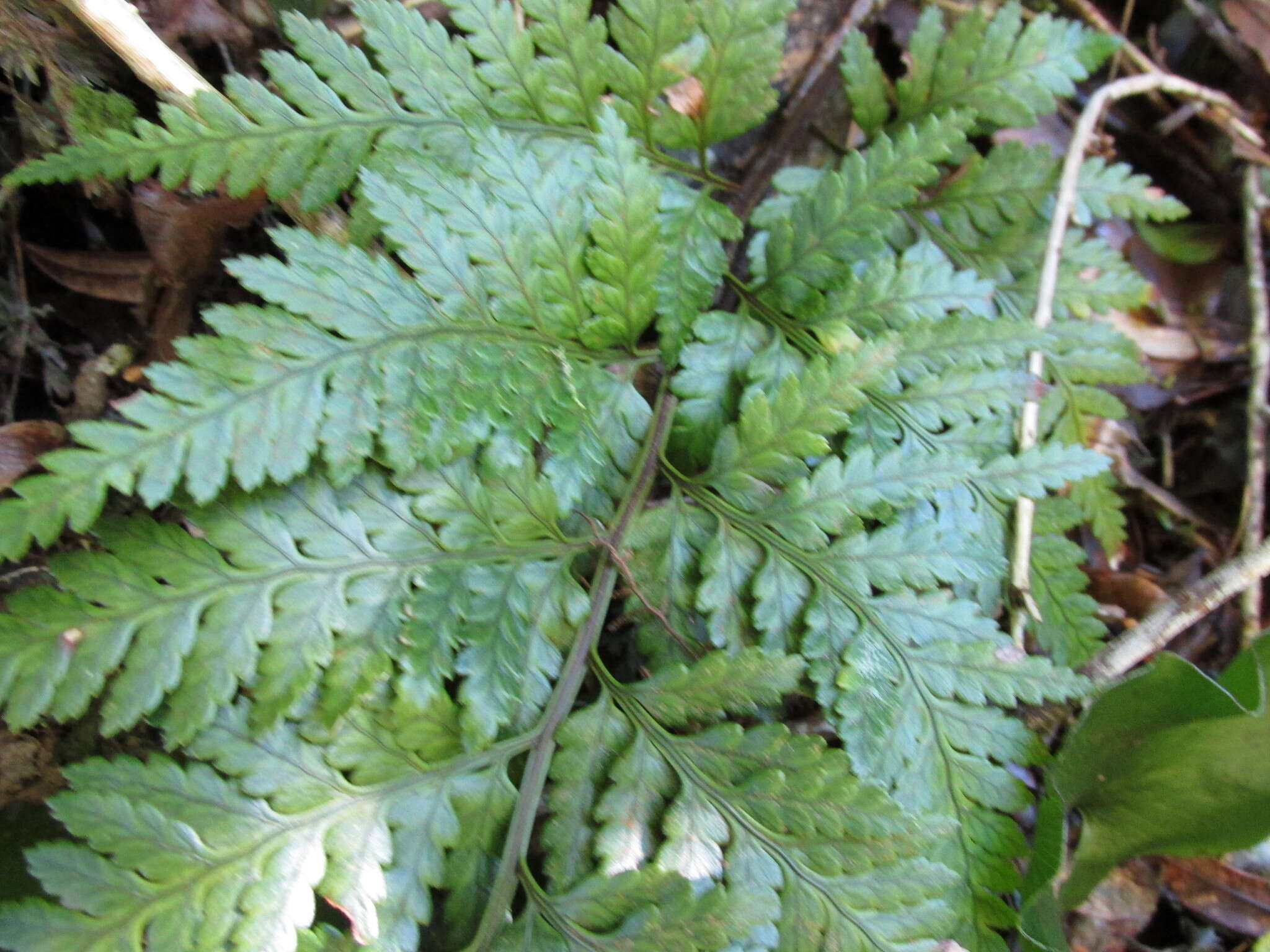 Image of iron fern