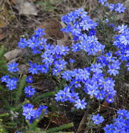 Image of Dampiera linearis R. Br.