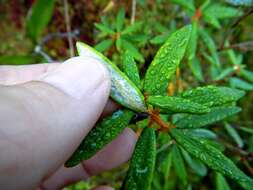 Image of Rusty Labrador-Tea