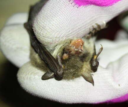 Image of <i>Myotis crypticus</i>