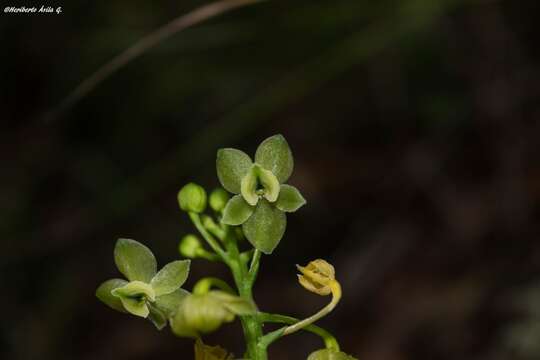 Image of Malaxis lepidota (Finet) Ames