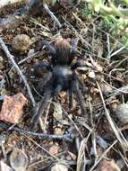 Image of Tuscan Bronze Tarantula