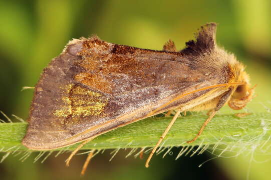 Image of scarce burnished brass