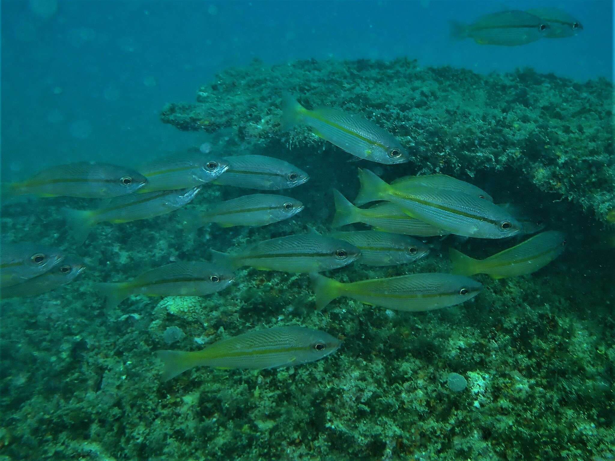 Image of Brownstripe snapper