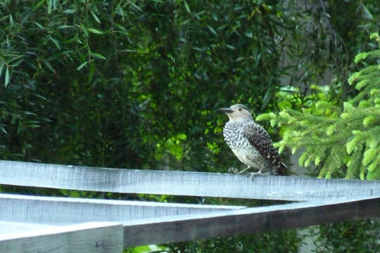 Image of Chilean Flicker