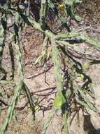 Image of Cylindropuntia thurberi subsp. thurberi