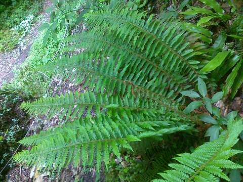 Imagem de Polystichum aculeatum (L.) Roth