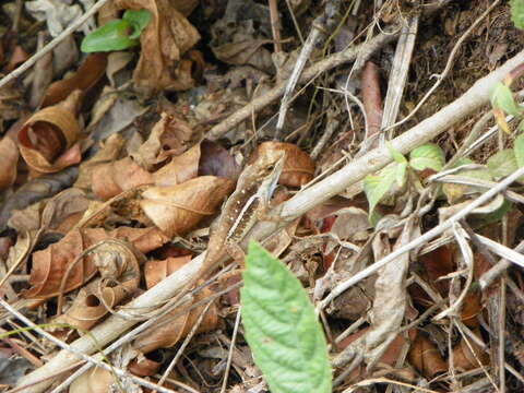 Image of Anolis zapotecorum Köhler, Trejo Pérez, Petersen & Méndez De La Cruz 2014