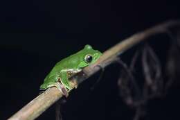 Image of Parachuting frog