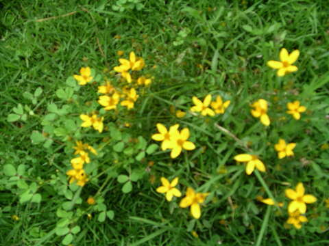 صورة Bidens aurea (Ait.) Sherff