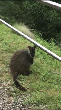 Image of Brush-tailed Rock Wallaby