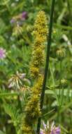 Image of Brown fox sedge