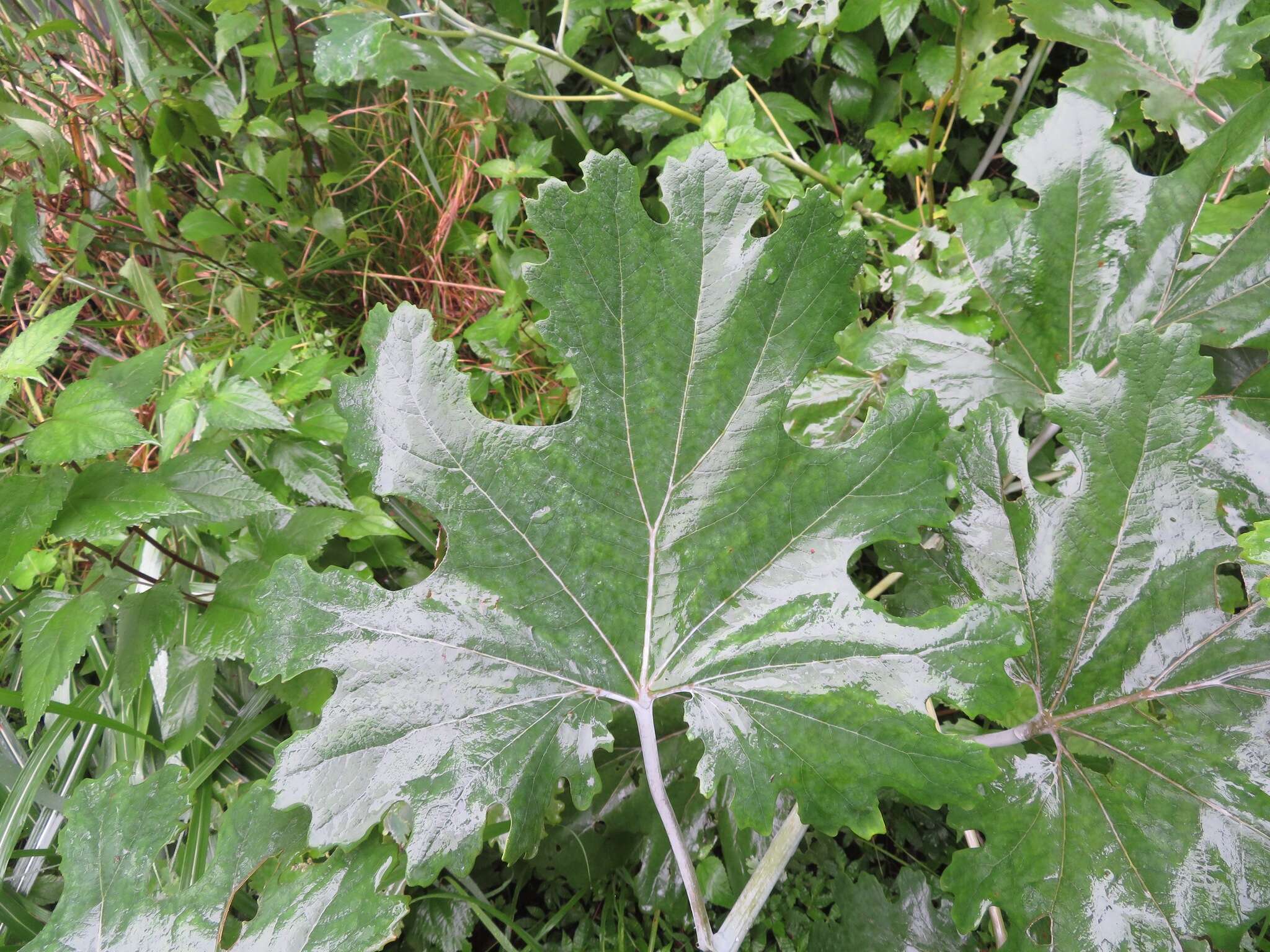 Image of macleaya