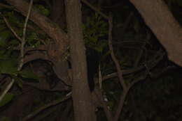 Image of Brown Palm Civet