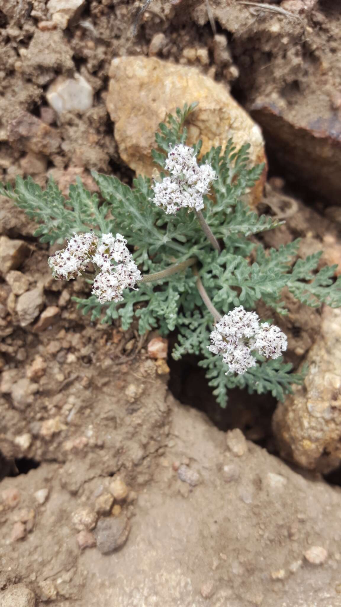 Image of Nevada biscuitroot