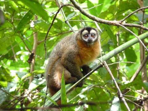 Image of Black-headed Night Monkey