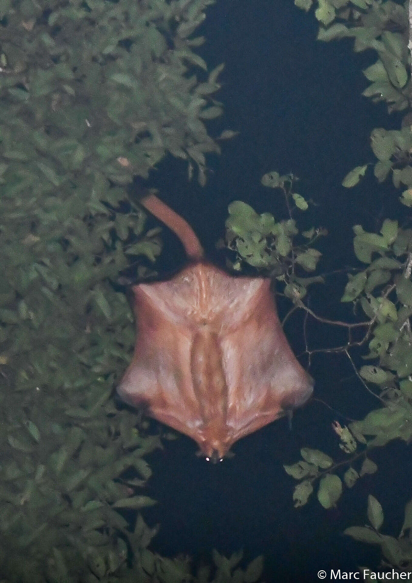 Image of Giant Flying Squirrels