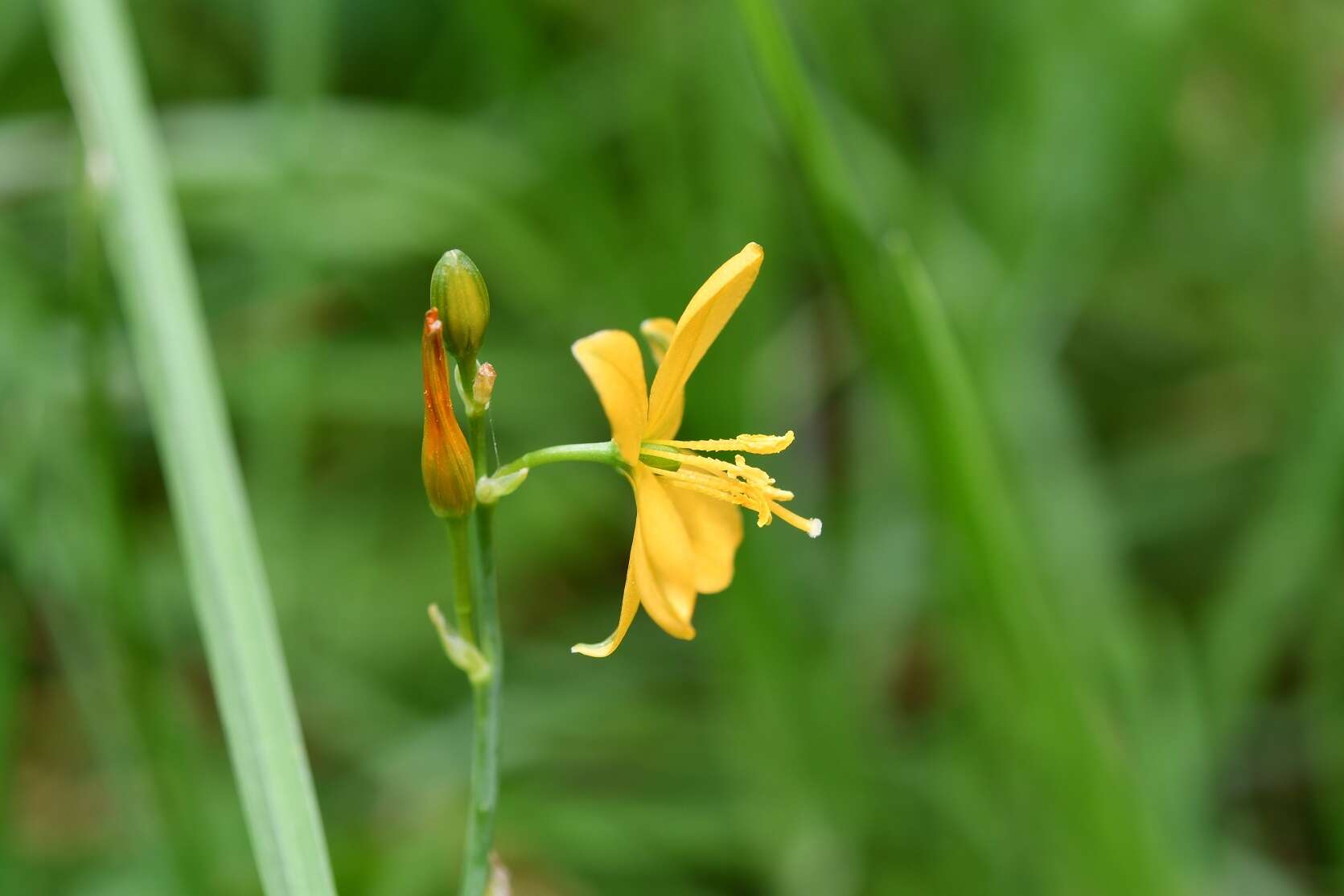 Image of Echeandia skinneri (Baker) Cruden