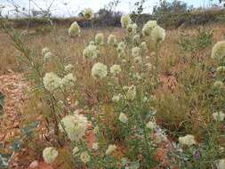 Ptilotus clementii (Farmar) Benl的圖片