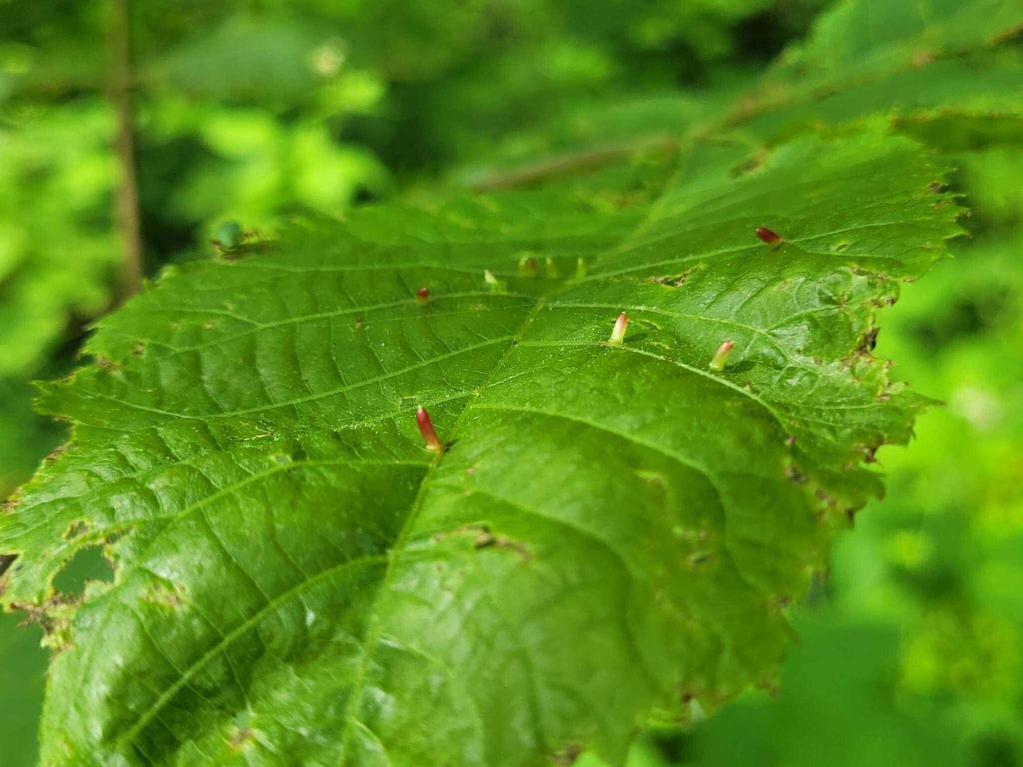 Image of Caryomyia striolata Gagne 2008