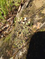 Image of Asterella palmeri (Austin) Underw.