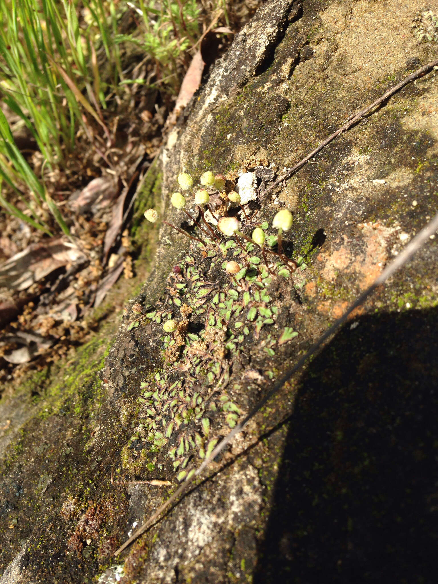 Image of Asterella palmeri (Austin) Underw.