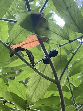 Слика од Sambucus palmensis Link